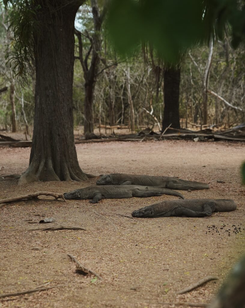 Komodo dragons resting in the shade in Komodo National Park