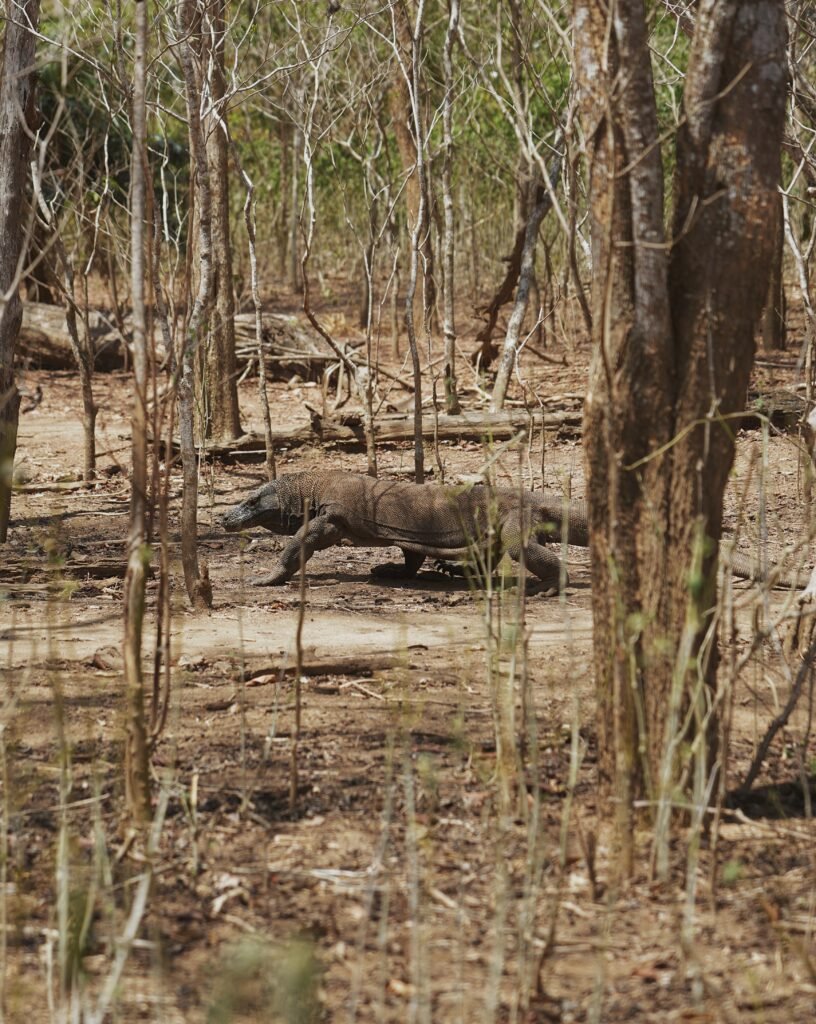 Komodo dragon walking through dry forest in Komodo National Park